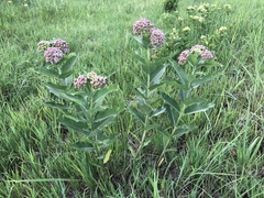 Asclepias syriaca × sullivantii