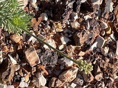 Arabidella glaucescens