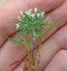 Navarretia intertexta