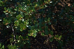 Ceanothus megacarpus insularis