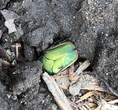 Cotinis mutabilis