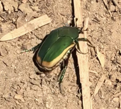Cotinis mutabilis