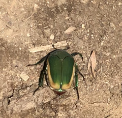 Cotinis mutabilis