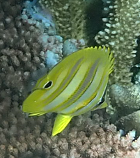 Chaetodon rainfordi