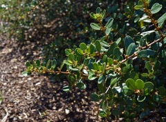 Ceanothus megacarpus insularis