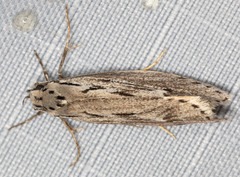 Ethmia discostrigella