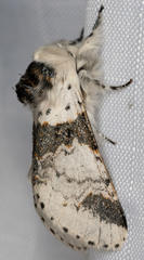 Furcula scolopendrina