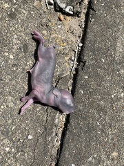 Sylvilagus floridanus