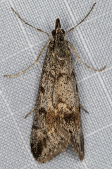 Loxostege annaphilalis