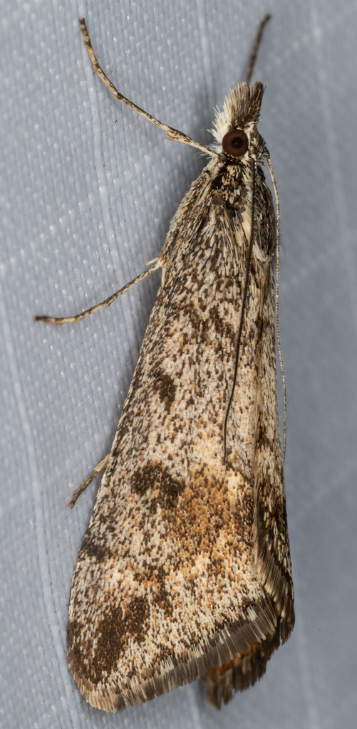 Loxostege annaphilalis