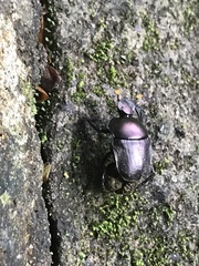 Paragymnopleurus sinuatus