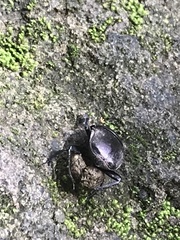Paragymnopleurus sinuatus
