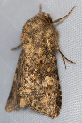 Pseudobryomima fallax