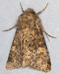 Pseudobryomima fallax