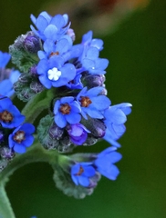 Anchusa capensis