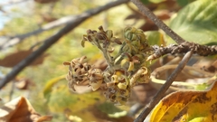 Schizenterospermum