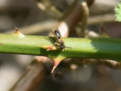 Andrena dorsata