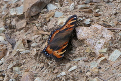 Aglais ladakensis