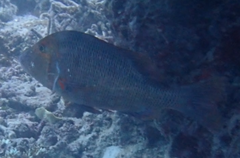 Lethrinus miniatus