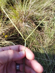 Diheteropogon amplectens