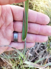 Diheteropogon amplectens
