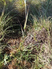 Diheteropogon amplectens