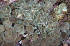 Palythoa heliodiscus