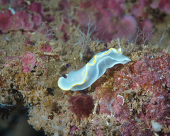 Ardeadoris scottjohnsoni