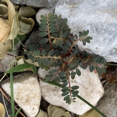 Phyllanthus