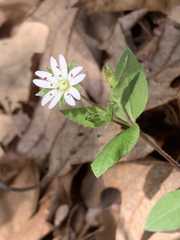 Stellaria pubera