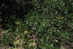 Quercus parvula parvula