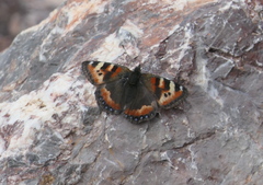 Aglais ladakensis