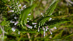 Erica perspicua