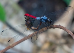 Orthetrum schneideri
