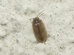 Contacyphon laevipennis