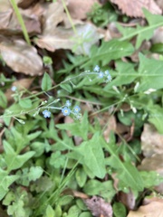 Trigonotis peduncularis