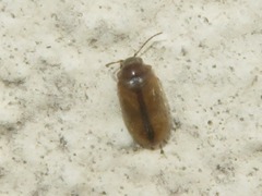 Contacyphon laevipennis