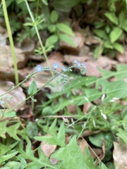 Trigonotis peduncularis