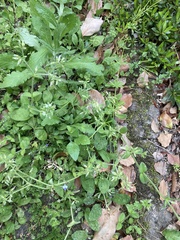 Cerastium glomeratum