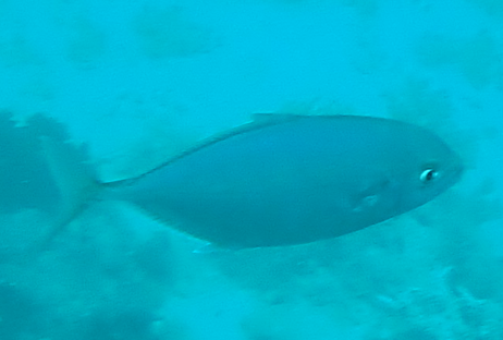 Whitemouth jack (Uraspis uraspis) — Carangidae — 5