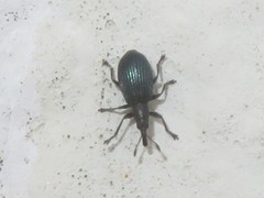 Perapion violaceum