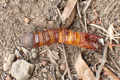 Abantiades atripalpis