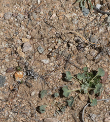 Eriogonum elegans