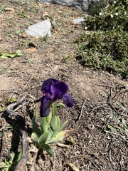 Iris lutescens subbiflora