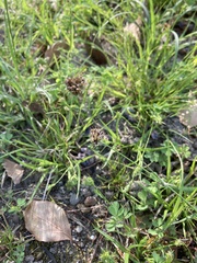 Luzula capitata