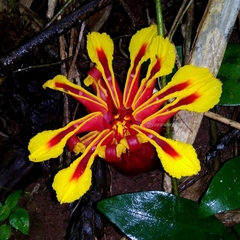Etlingera littoralis