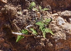 Myriopteris clevelandii