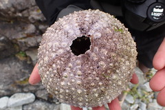 Strongylocentrotus purpuratus