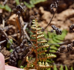 Myriopteris clevelandii