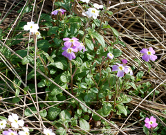 Malcolmia maritima